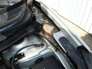 brød i motorrum